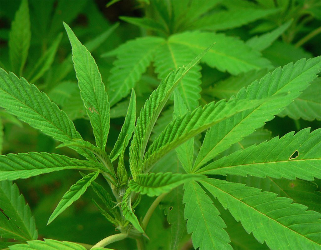 Cannabis: ¿Una oportunidad para Colombia de ser potencia mundial?